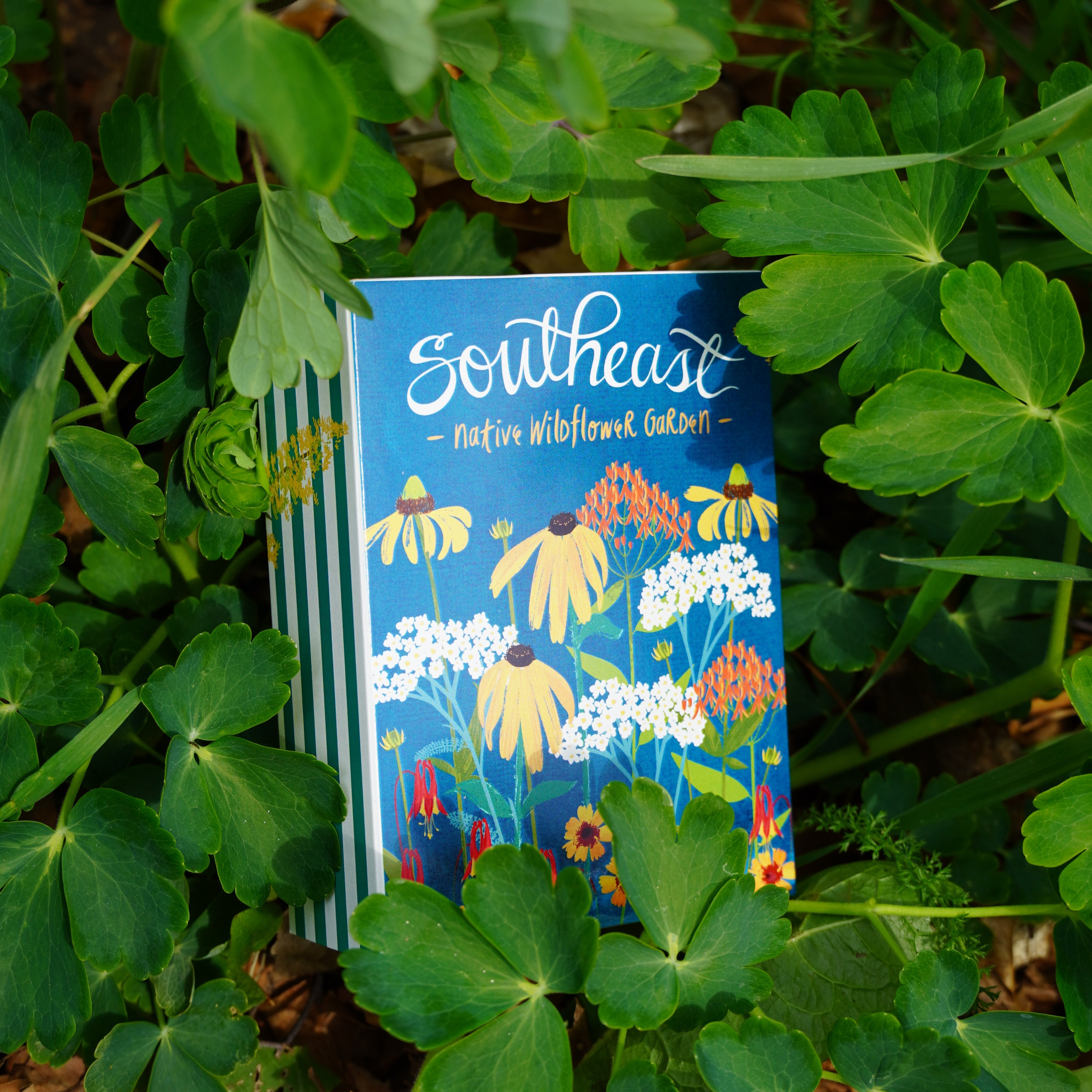 wholesale wildflower seeds Southeast Native Wildflower Collection Box – Sow True Seed Wholesale