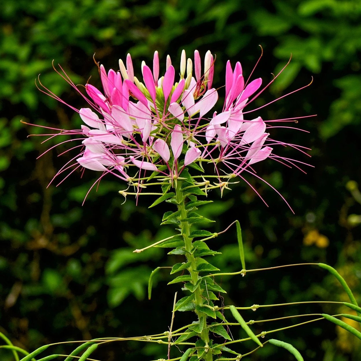 spider flower plant images Cleome Seeds