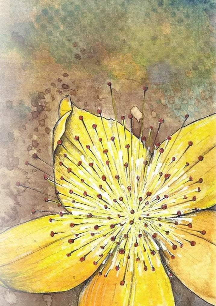 St. John's Wort Seed - Sow True Seed