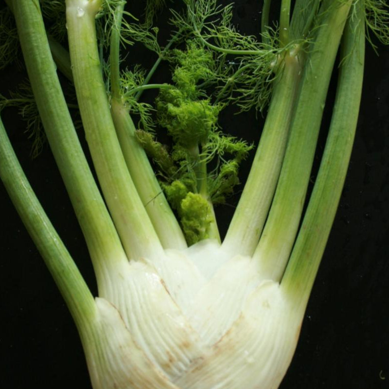 buy fennel seeds to plant Fennel seeds- Florence | Sow True Seed | Open- Pollinated | Hand- Packed in Asheville