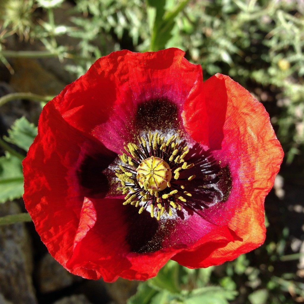 oriental poppy flower seeds Poppy Seeds