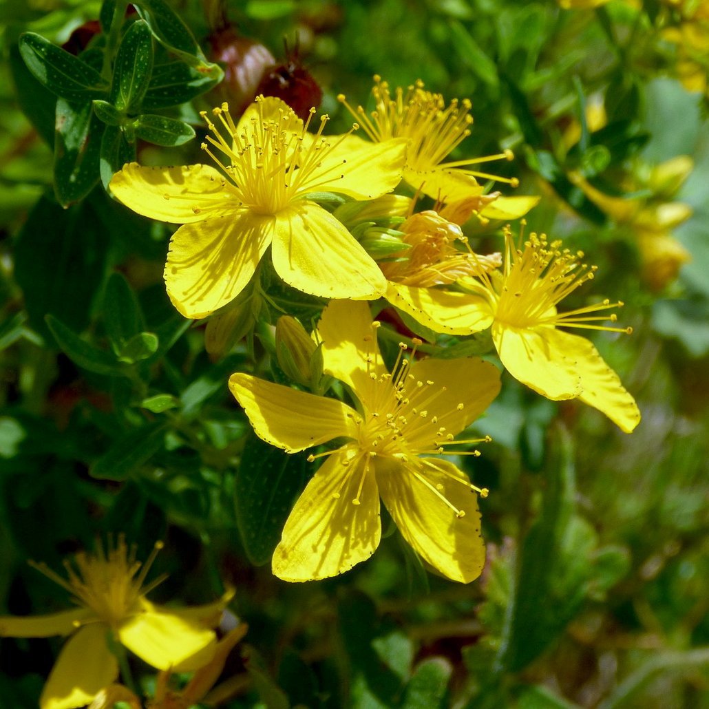 St. John's Wort Seed - Sow True Seed