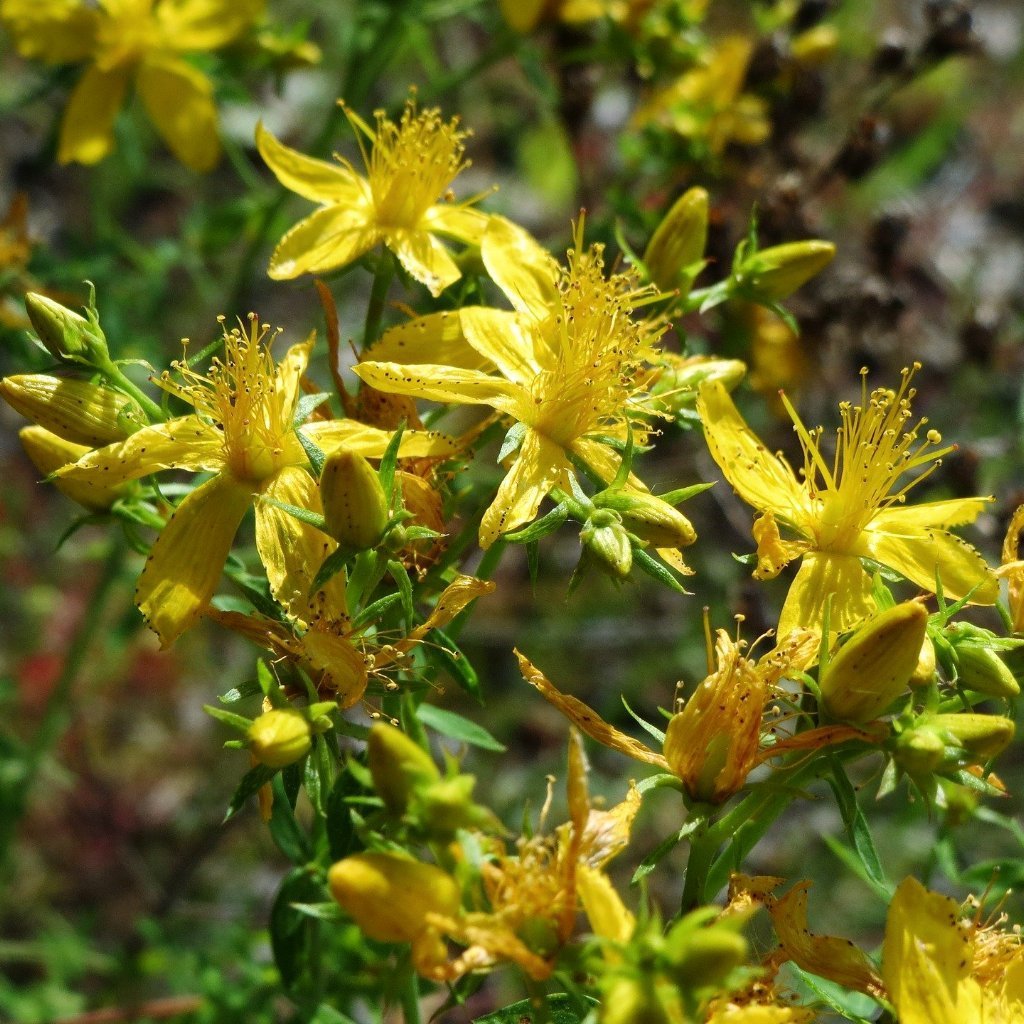 St. John's Wort Seed - Sow True Seed