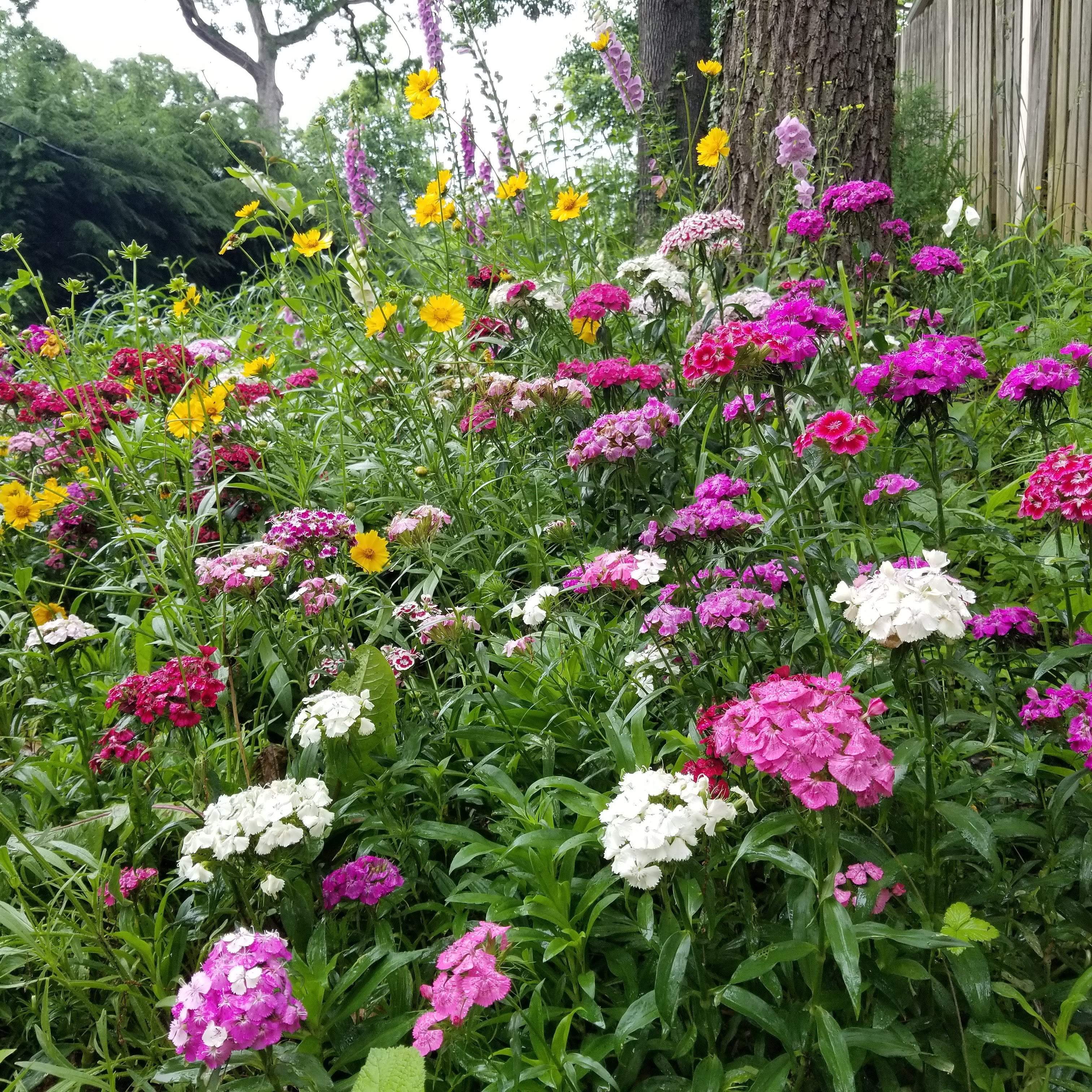 flower seed wholesale Flower Mix