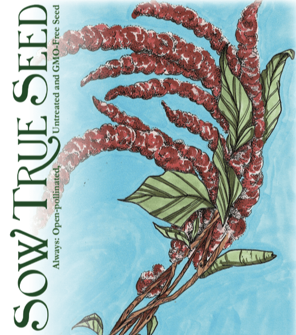 Amaranth Seeds - Love Lies Bleeding