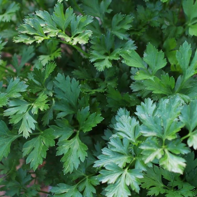Parsley Seed, Italian Giant, ORGANIC - Sow True Seed