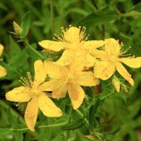St. John's Wort Seed - Sow True Seed
