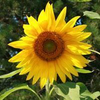 Sunflower Seeds - Sunspot Dwarf - Sow True Seed