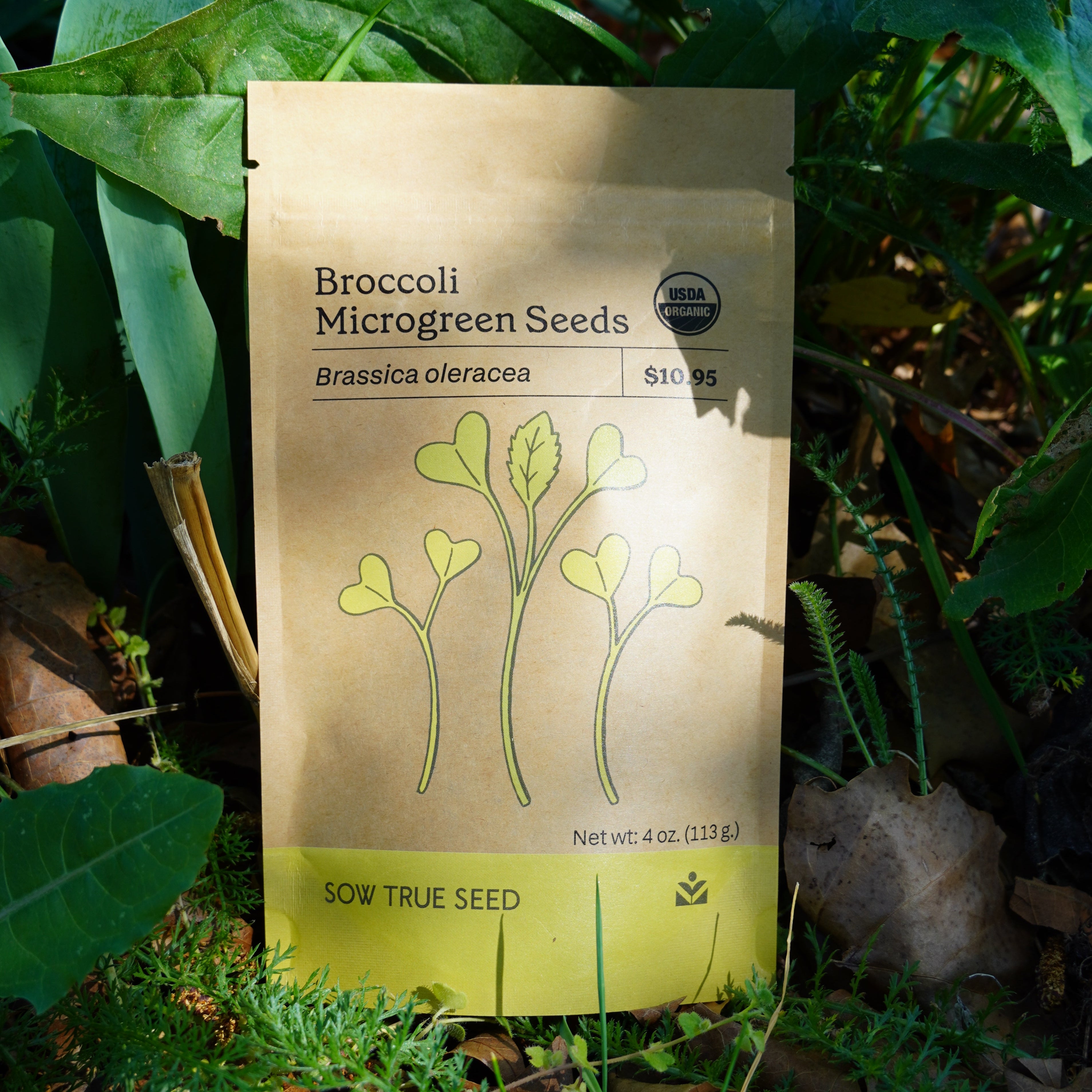 plant seeds wholesale Broccoli Microgreen Seeds | Sow True Seed
