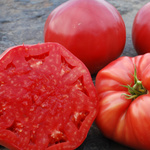 Slicing Tomato Seeds - Halladay's Mortgage Lifter - Sow True Seed