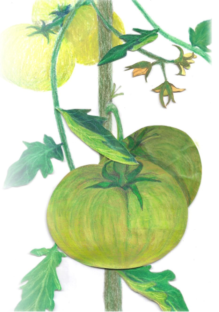 Slicing Tomato Seeds - Aunt Ruby's German Green, ORGANIC - Sow True Seed
