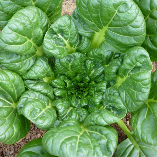 Asian Greens Seeds - Tatsoi - Sow True Seed