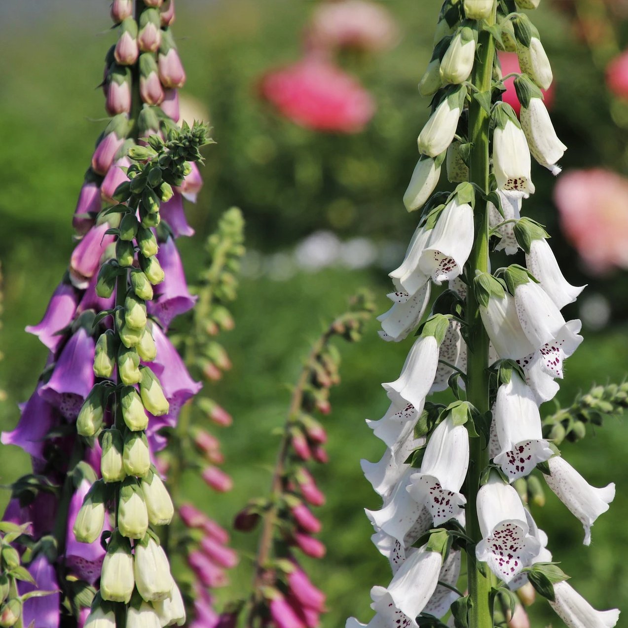 Foxglove Seeds - Excelsior Mix - Sow True Seed