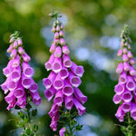 Foxglove Seeds - Excelsior Mix - Sow True Seed