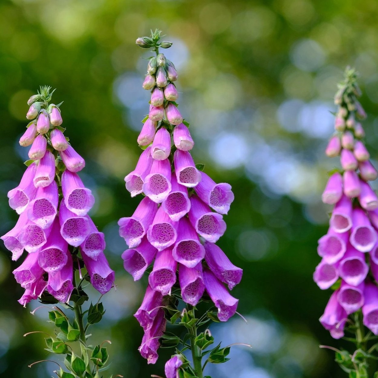 Foxglove Seeds - Excelsior Mix - Sow True Seed