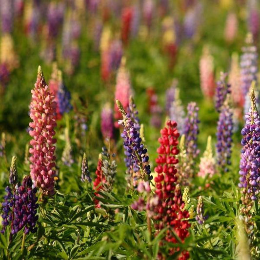 Lupine Seeds - Lupine Russell Mix - Sow True Seed