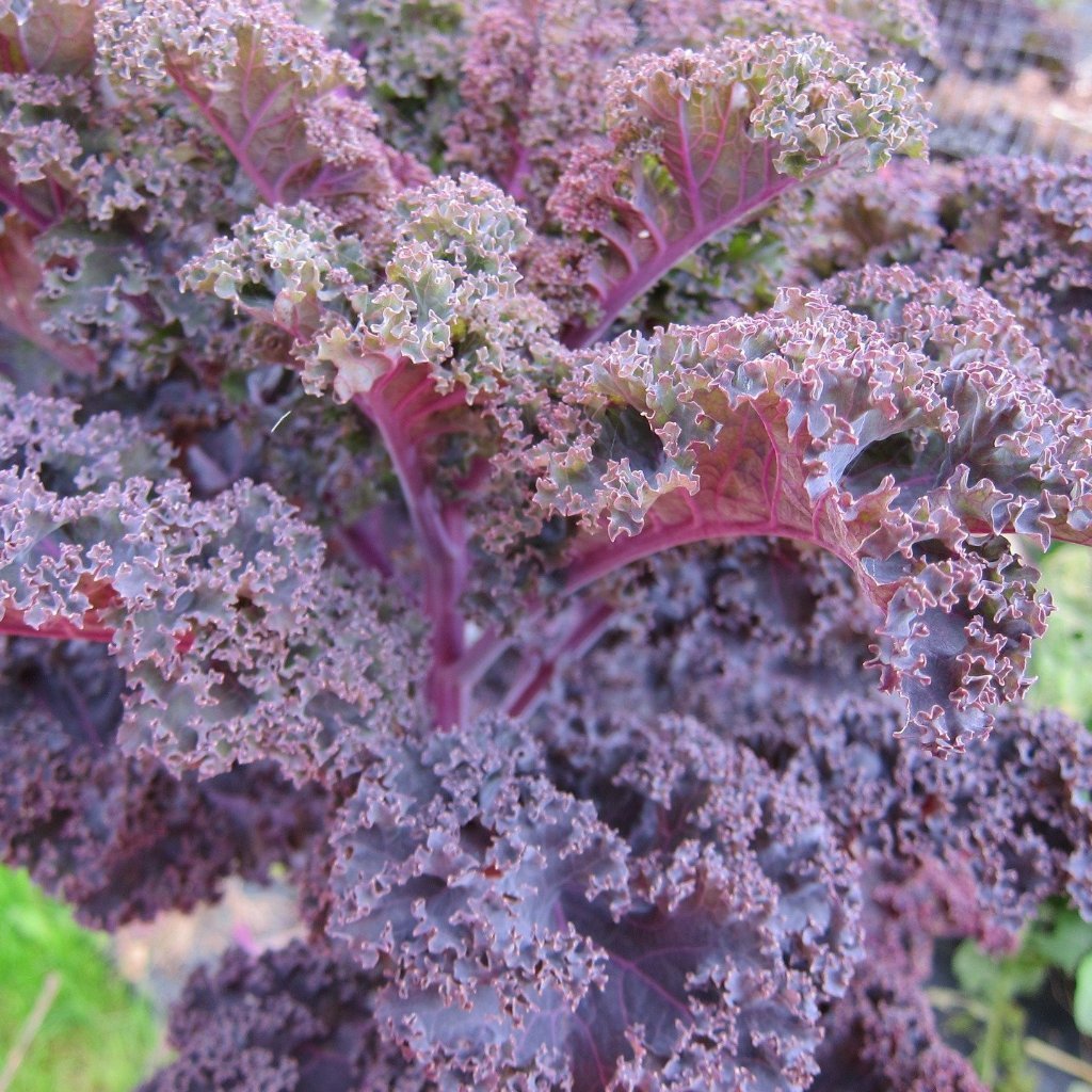 Kale - Scarlet, ORGANIC - Sow True Seed