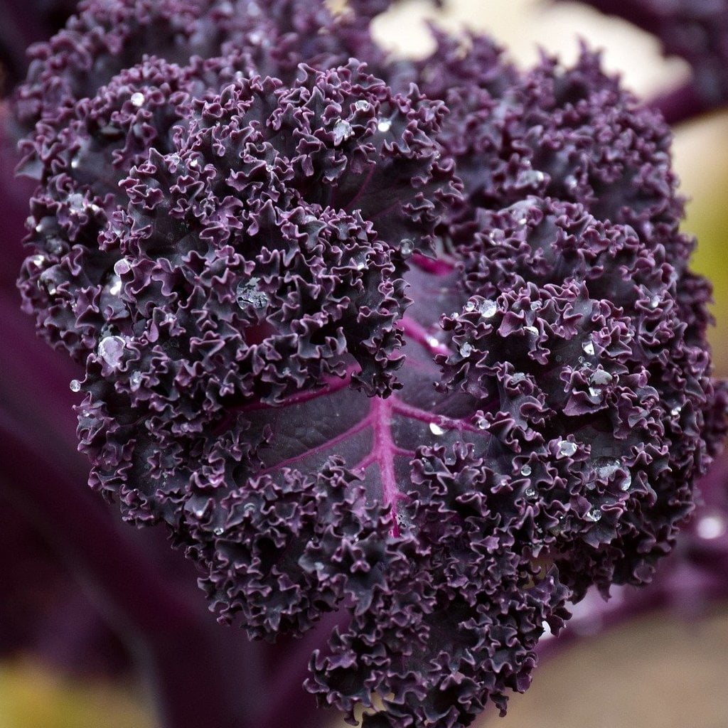 Kale - Scarlet, ORGANIC - Sow True Seed