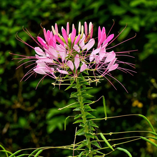 Cleome Seeds - Spider Flower - Sow True Seed