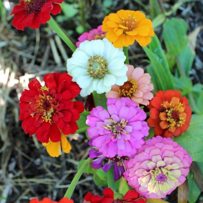 Zinnia Seeds - Thumbelina Mix - Sow True Seed