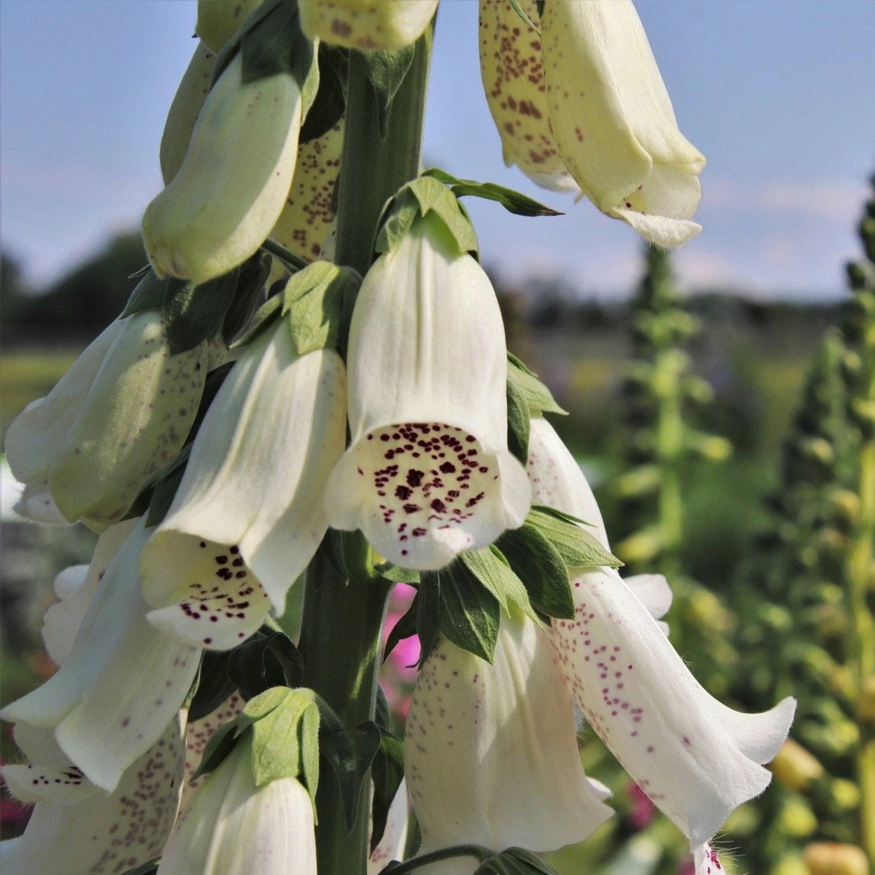 Foxglove Seeds - Excelsior Mix - Sow True Seed