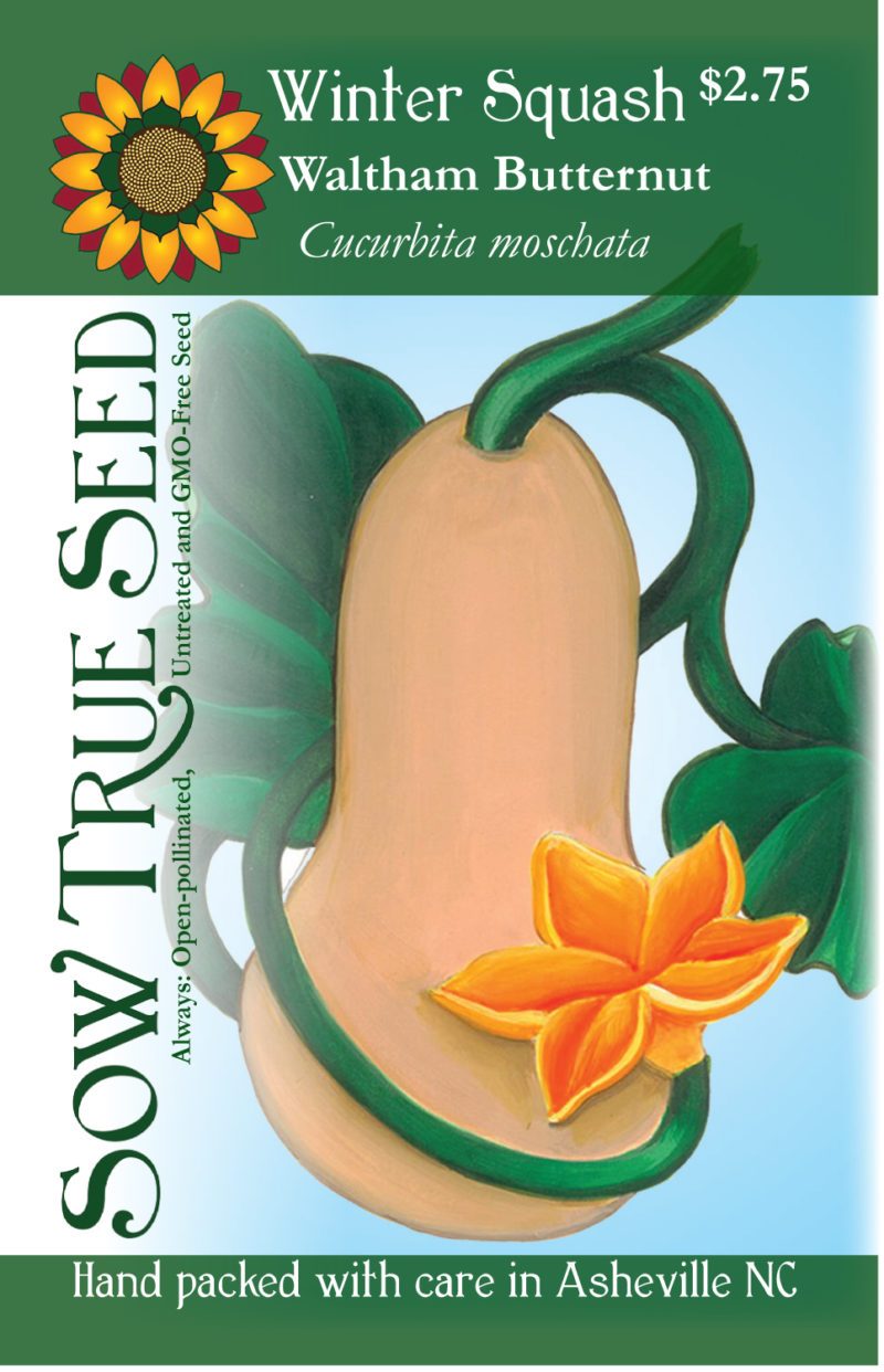 Winter Squash - Waltham Butternut - Sow True Seed