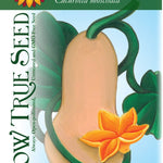 Winter Squash - Waltham Butternut - Sow True Seed