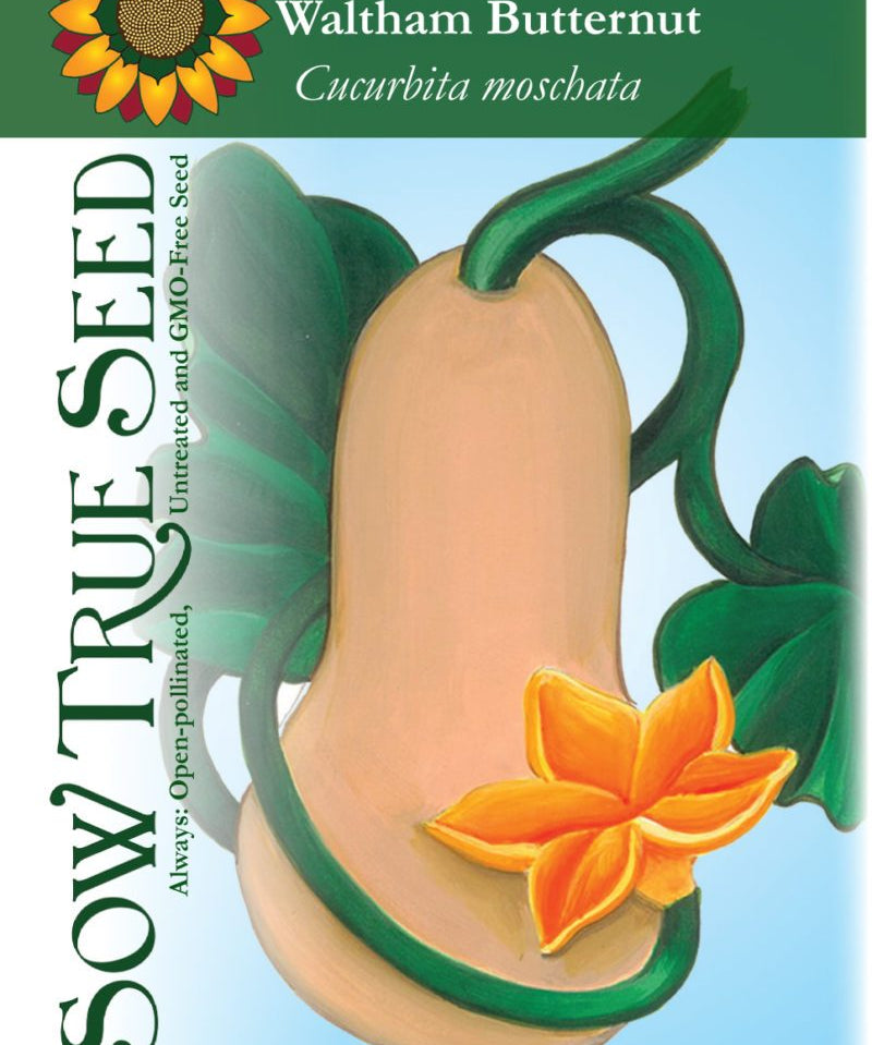 Winter Squash - Waltham Butternut - Sow True Seed