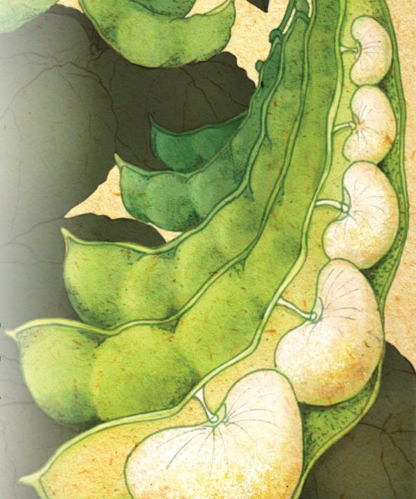 Lima Bean - Henderson Bush - Sow True Seed