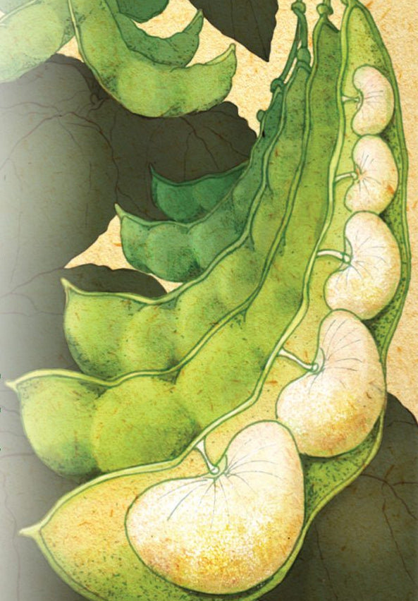 Lima Bean - Henderson Bush - Sow True Seed