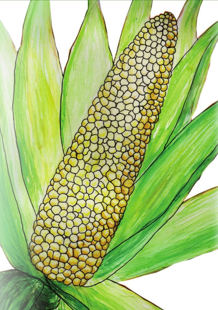 Sweet Corn - Country Gentleman - Sow True Seed