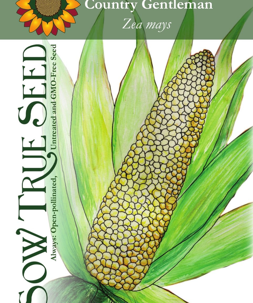 Sweet Corn - Country Gentleman - Sow True Seed