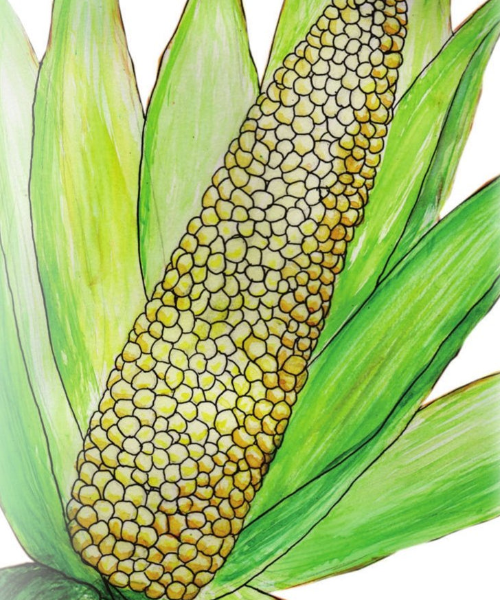 Sweet Corn - Country Gentleman - Sow True Seed