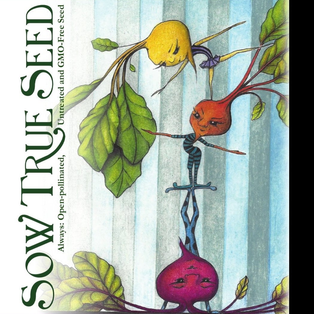 Beet Seeds - Rainbow Blend - Sow True Seed