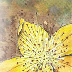 St. John's Wort Seed - Sow True Seed