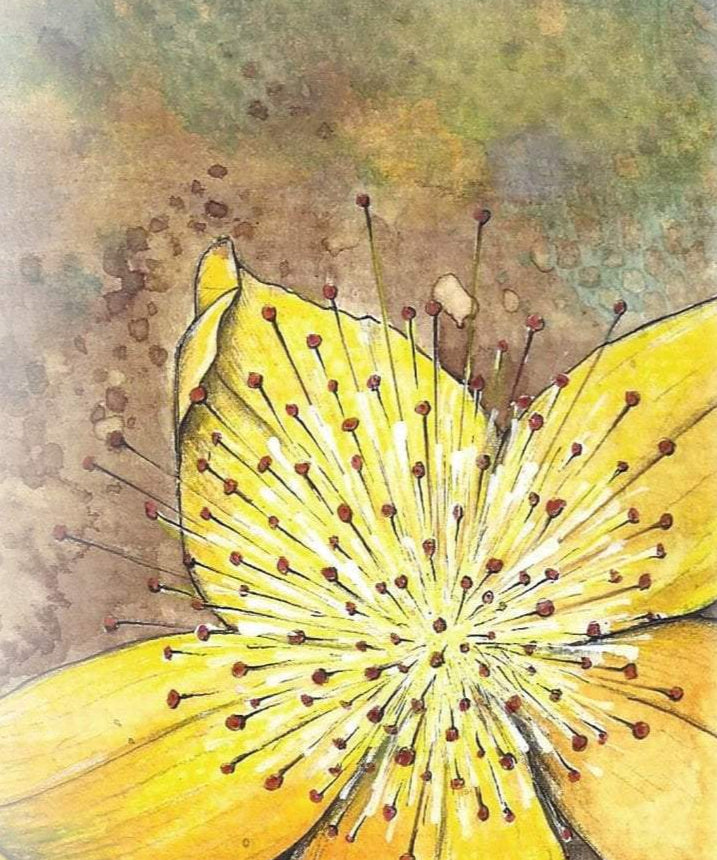 St. John's Wort Seed - Sow True Seed