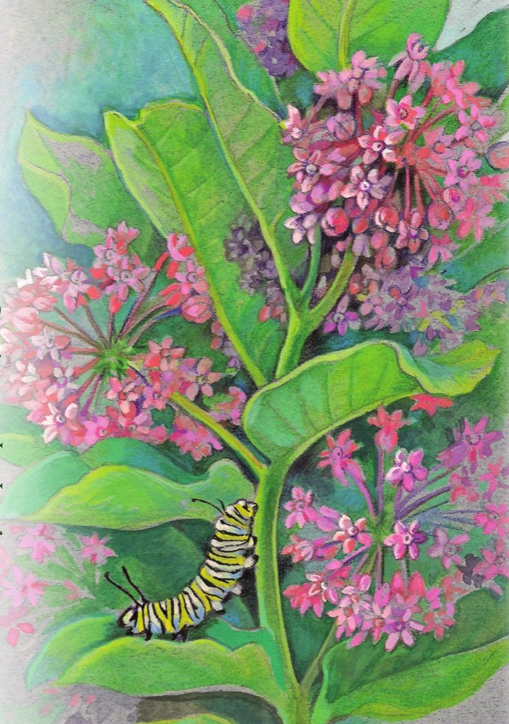 Milkweed Seeds - Common - Sow True Seed