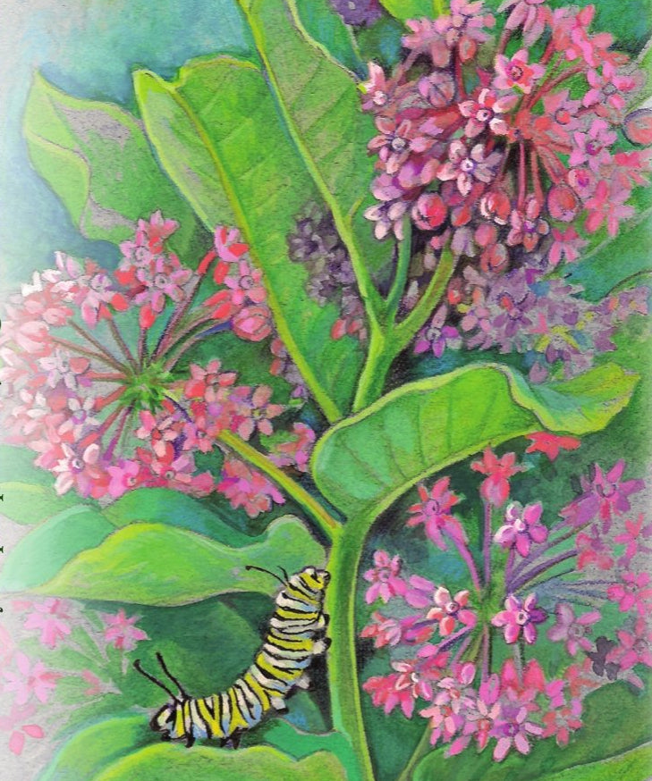 Milkweed Seeds - Common - Sow True Seed