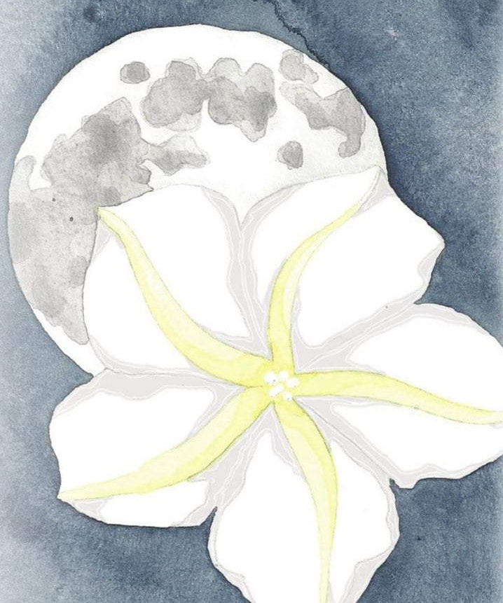 Moonflower Seeds - Sow True Seed