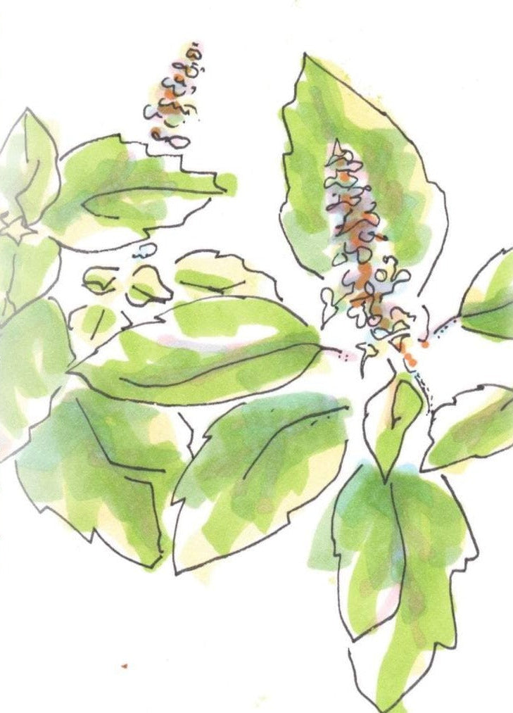 Basil Seeds, Tulsi - Kapoor - Sow True Seed