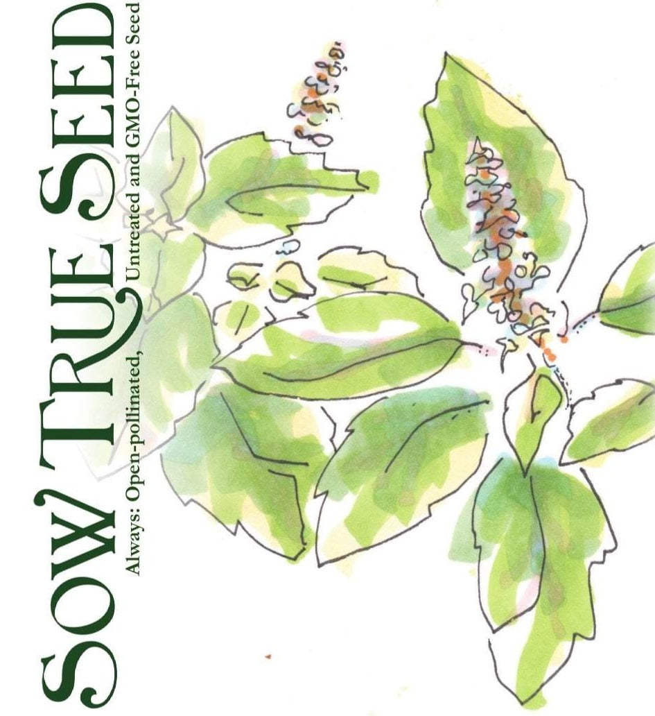 Basil Seeds, Tulsi - Kapoor - Sow True Seed