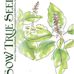 Basil Seeds, Tulsi - Kapoor - Sow True Seed