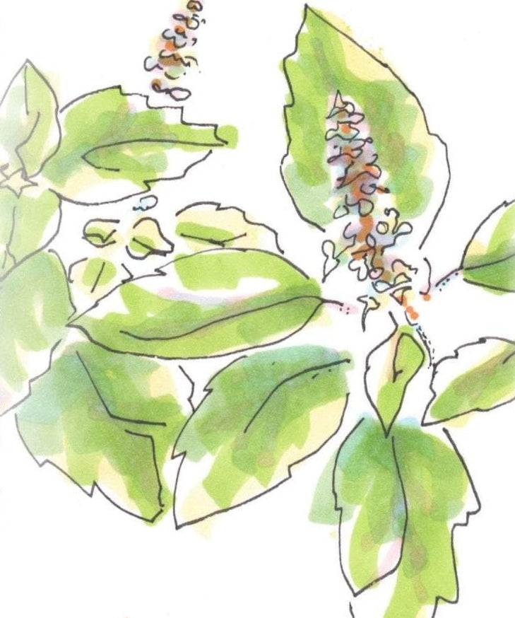 Basil Seeds, Tulsi - Kapoor - Sow True Seed