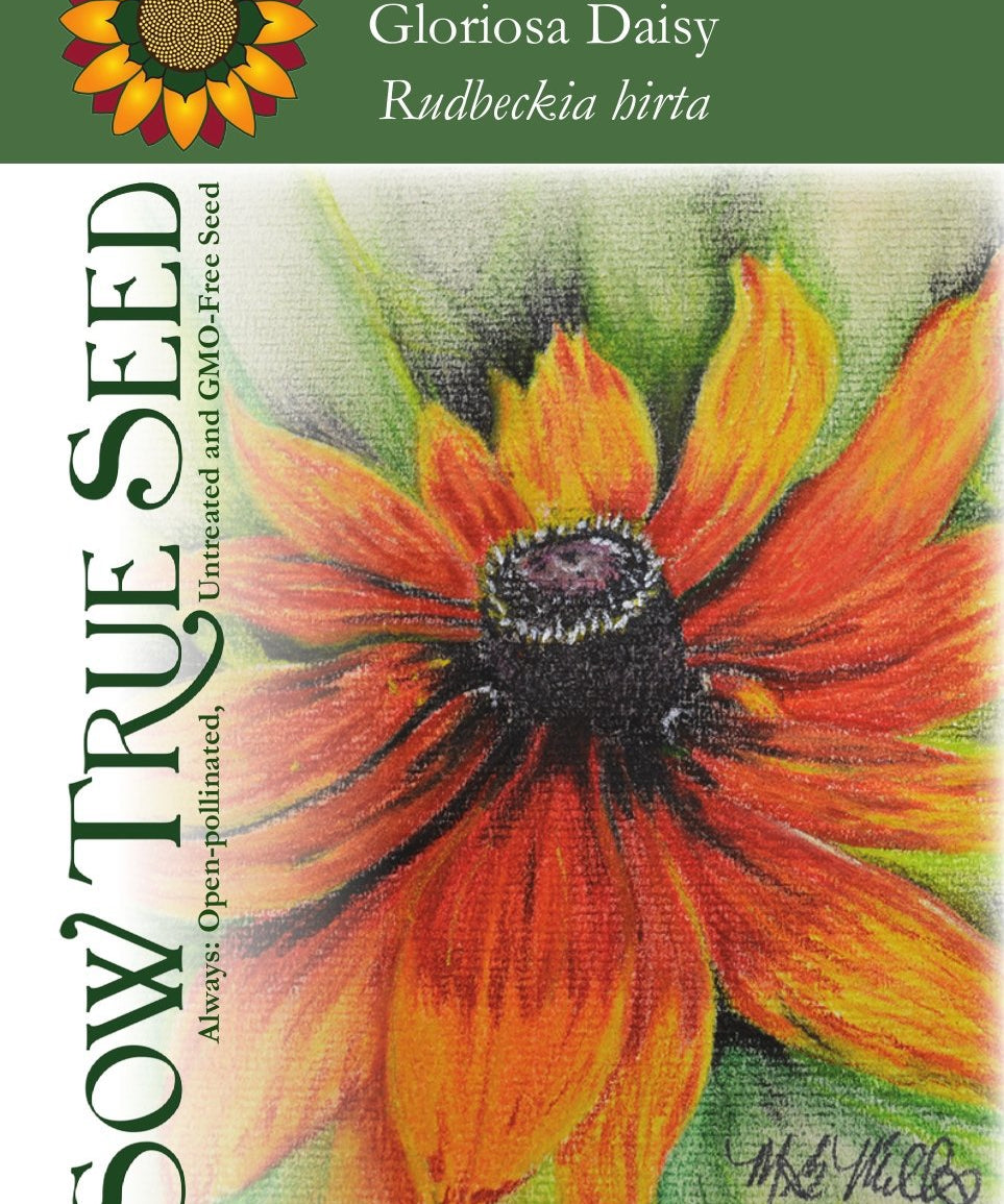 Rudbeckia Seeds - Gloriosa Daisy - Sow True Seed