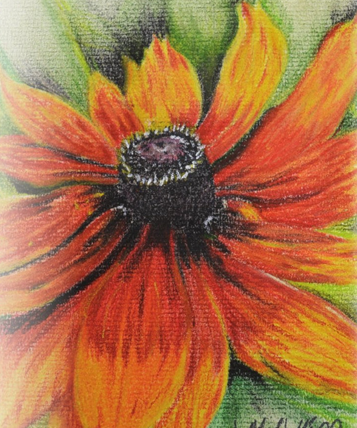 Rudbeckia Seeds - Gloriosa Daisy - Sow True Seed