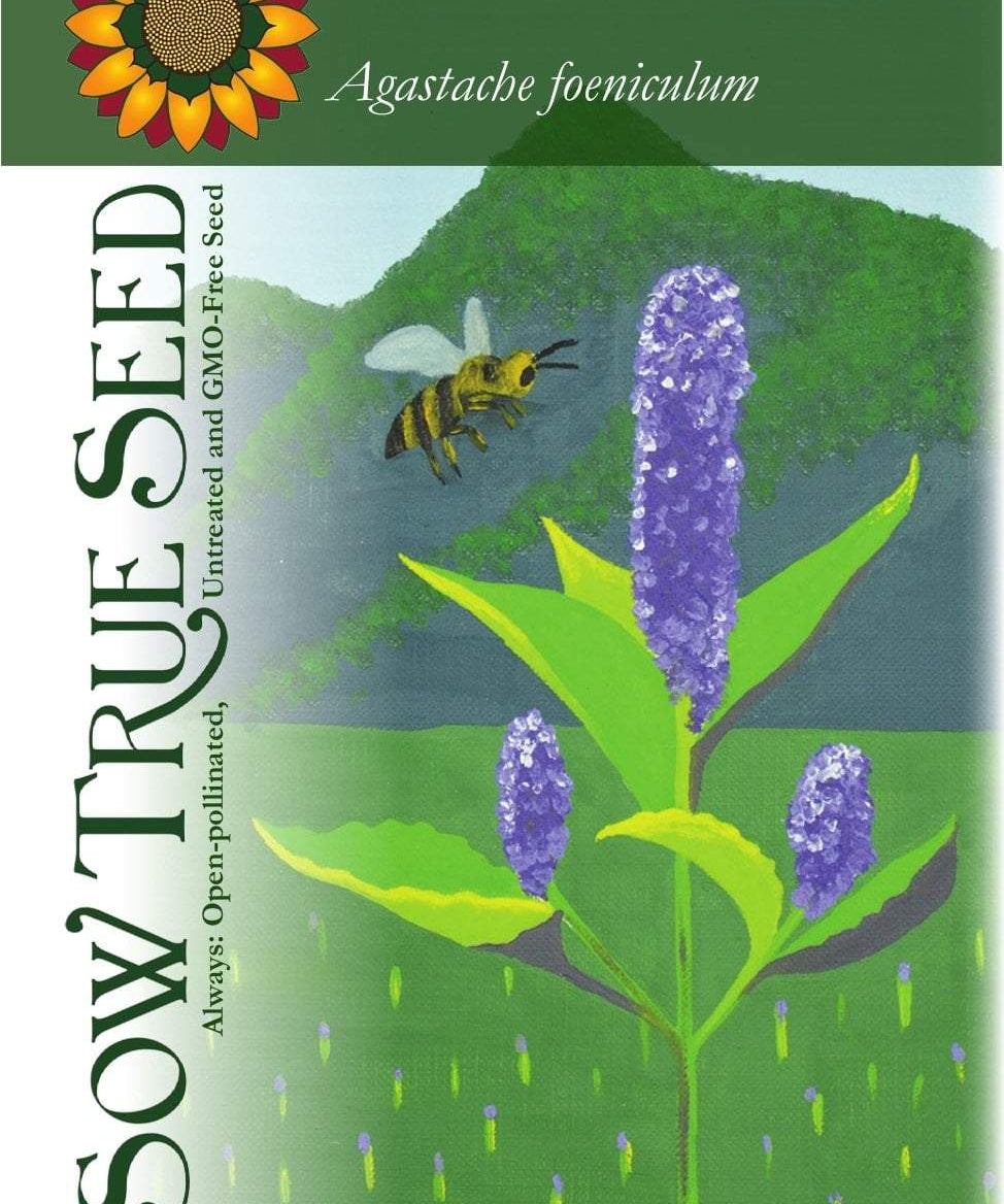 Anise Hyssop Seeds - Sow True Seed