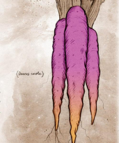 Carrot Seeds - Cosmic Purple - Sow True Seed