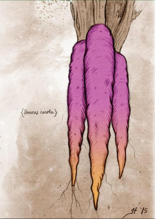 Carrot Seeds - Cosmic Purple - Sow True Seed