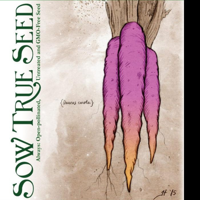 Carrot Seeds - Cosmic Purple - Sow True Seed