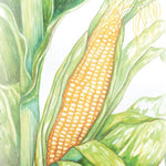 Sweet Corn - Golden Bantam 12-Row Improved - Sow True Seed